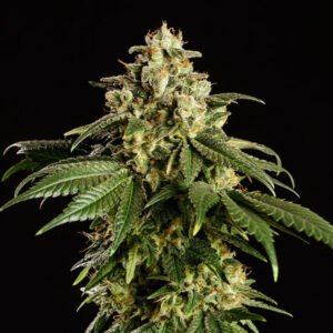 Dream Sherbet   1 u. fem. Kannabia Seeds
