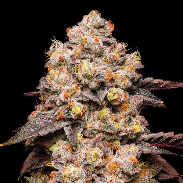 Dried Fruit 3 u. fem Cookies Seed Bank
