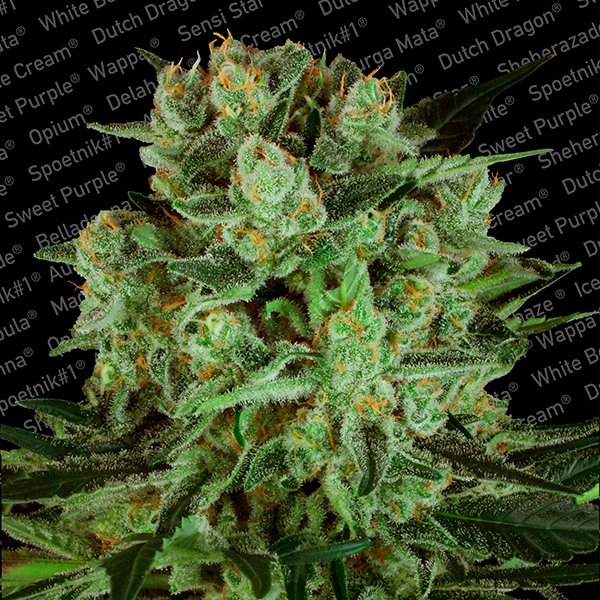 Durga Mata II CBD  3 u. fem. Paradise Seeds