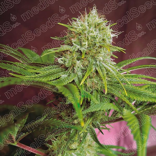 Elixir Vitae CBD 5 u. fem. Medical seeds