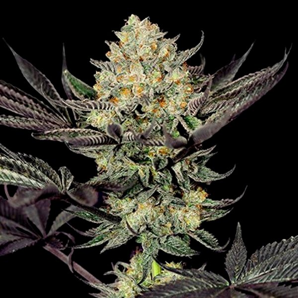 Face Mask 5u. G13 Labs