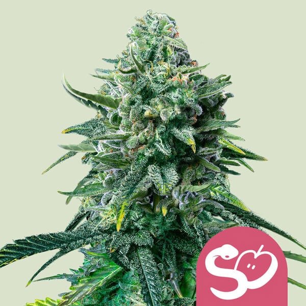 Forbidden Fruit 3 u. fem. Royal Queen