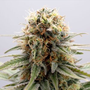 GSC   3 u. fem. Kannabia Seeds