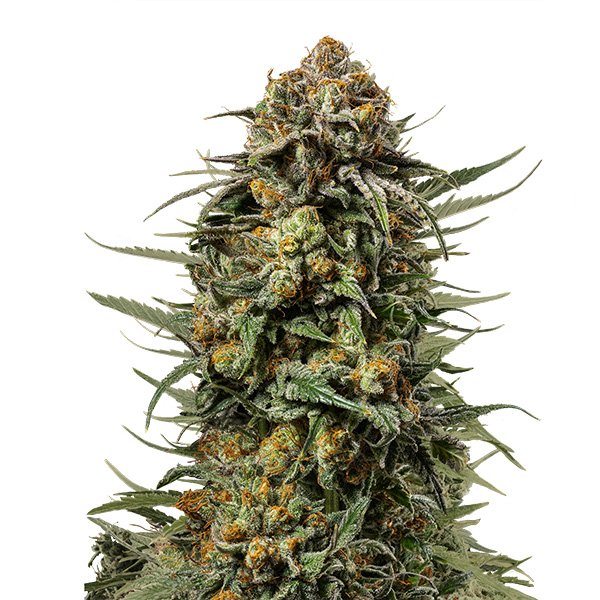 Gelato 44 -    5 u. fem. Royal Queen x Tyson 2.0