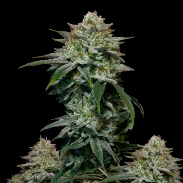 Gorilla Cookies Fast Flowering  1 u. fem. FastBuds Seeds