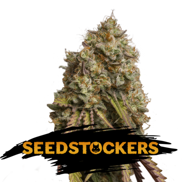 Gorilla Cookies fem. 25 u. Seedstockers