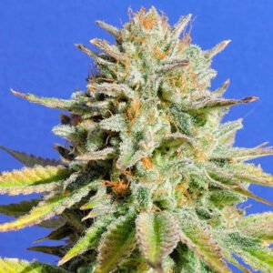 Gorilla Glue # 4 3 u. fem. Original Sensible