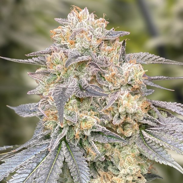 Gorilla Zkittlez Fast 1 ud High Speed Buds
