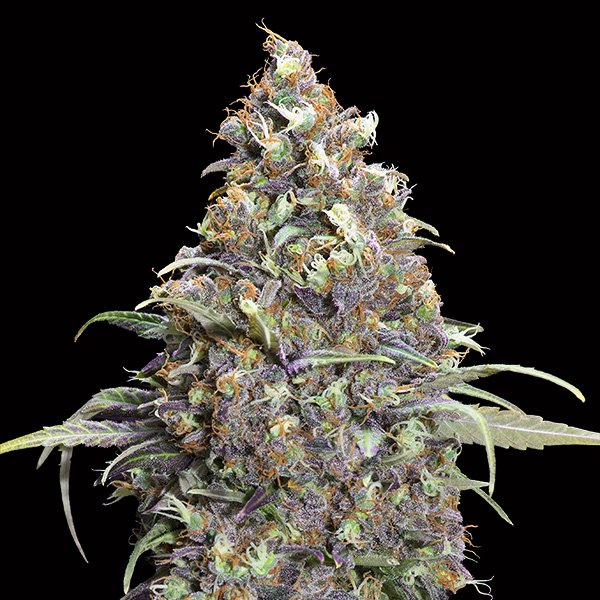 Grand Daddy Purple   5 u. fem. 00 Seeds