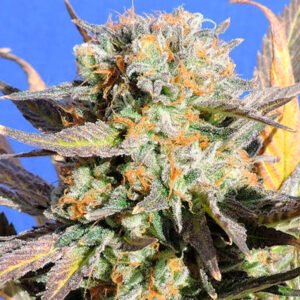 Grandaddy Black 3 u. fem. Original Sensible