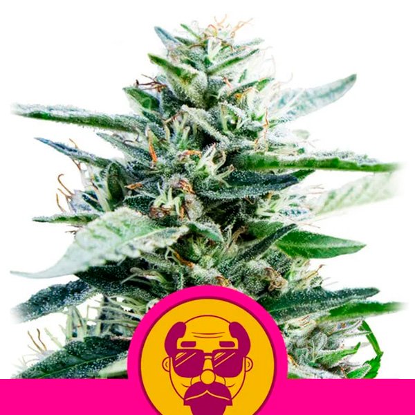 Granddaddy Purple  5 u. fem. Royal Queen