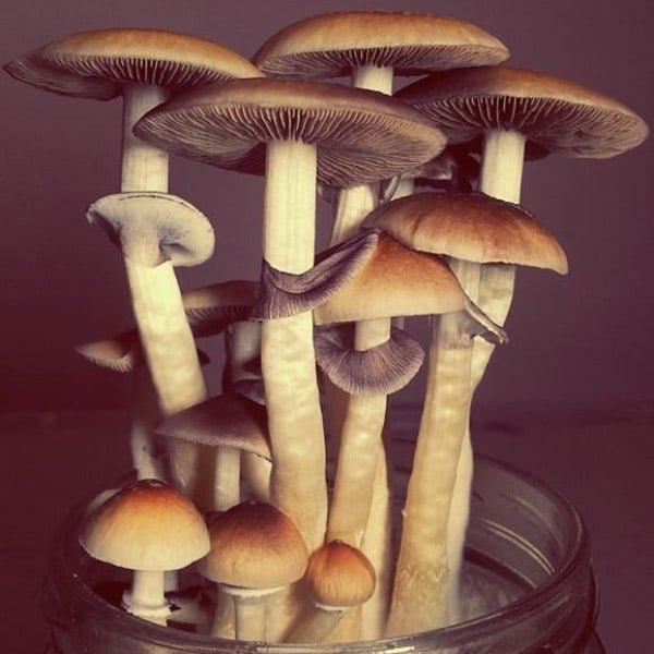 Grow Kit Amazonia