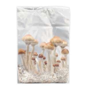 Grow Kit Golden Mammoth 2.8 lt.