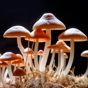 Grow Kit Jhon Allen