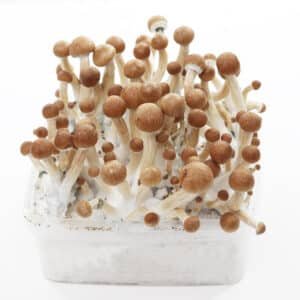 Grow Kit MC Kennaii
