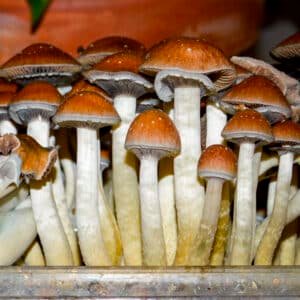 Grow Kit Mexicana