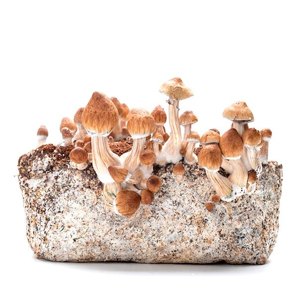 Grow Kit Psilocybe Fanaticus Classic