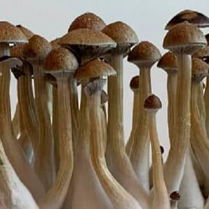 Grow Kit Thai