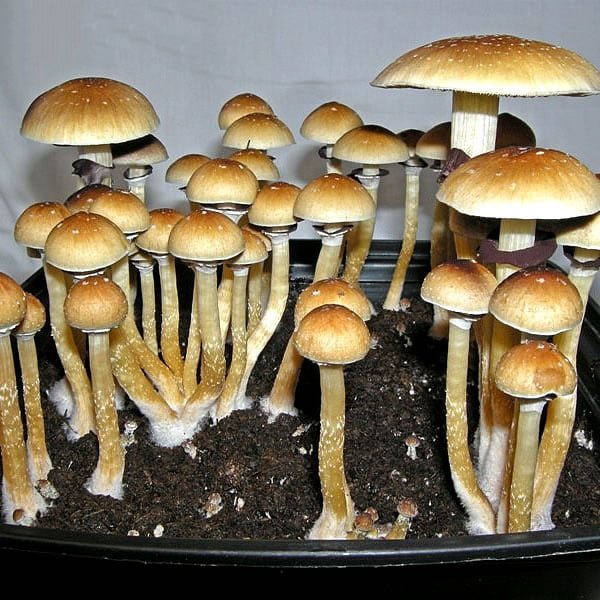 Grow Kit Thai  Pink Buffalo