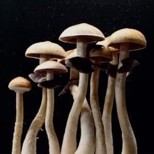 Grow Kit Wollongong