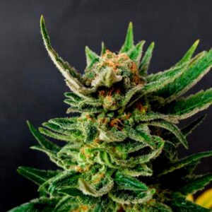 Gypsy Kush   5 u. fem. Kannabia Seeds