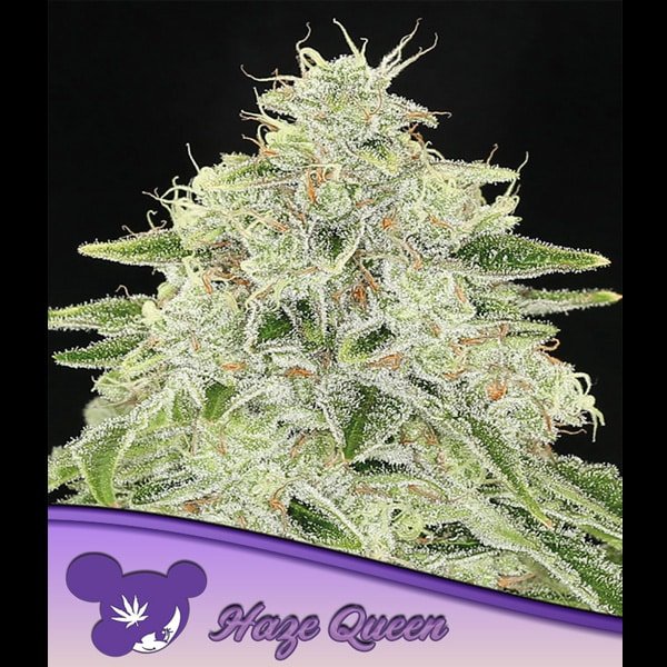 Haze Queen 3 u. fem Anesia