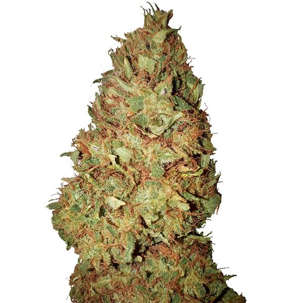 Honey Cookies (0,4/23)   1 u. fem. CBD+ Buds