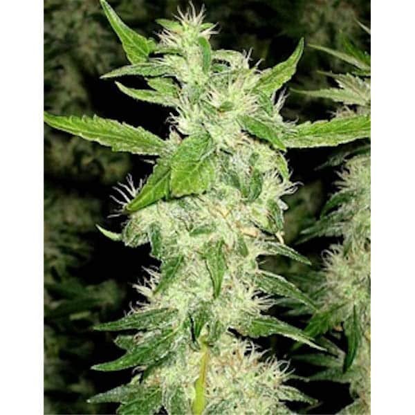 Jock Horror 10 u. reg. The Sativa SeedBank