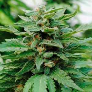 Karibbean Mango   1 u. fem. Kannabia Seeds