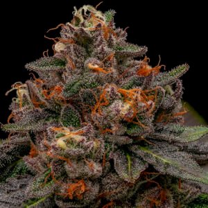 Korenji 5 u. fem. Ripper Seeds
