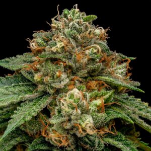 Kroma 3 u. fem. Ripper Seeds