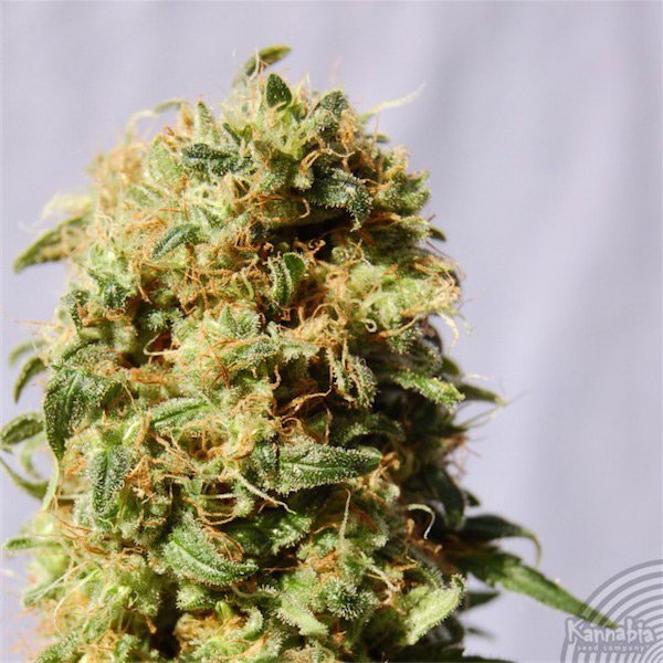 La Reina de Africa   5 u. fem. Kannabia Seeds