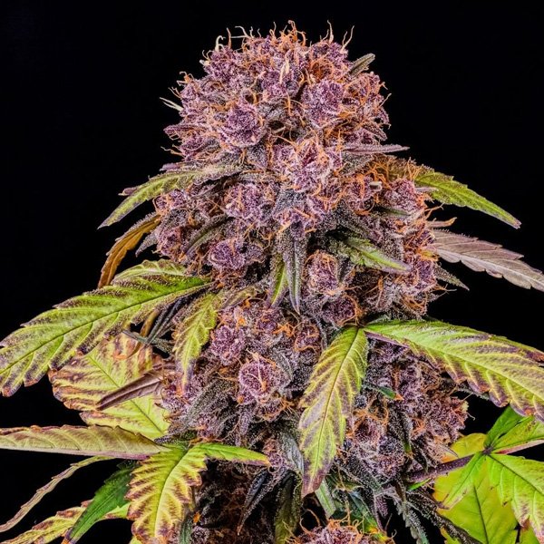 Lemon Cherry Cookies Auto  5 u. fem. FastBuds Seeds