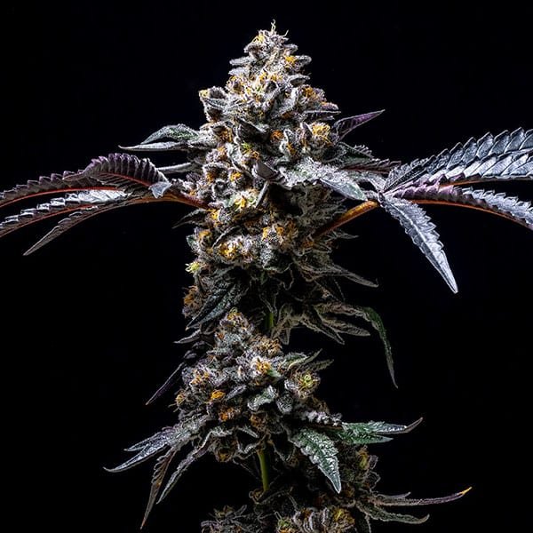 Lemon Cherry Pop 3 u. fem Cookies Seed Bank