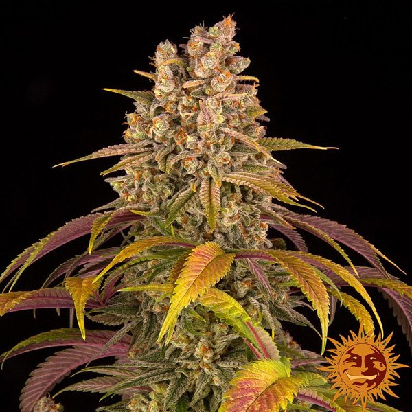 Lemon Tree  5 u. fem. Barney's