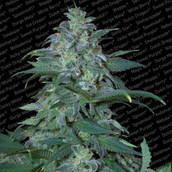 Magic Bud 5 u. fem. Paradise Sedds