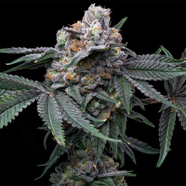 Mango X Hollywood 6 u. fem Cookies Seed Bank