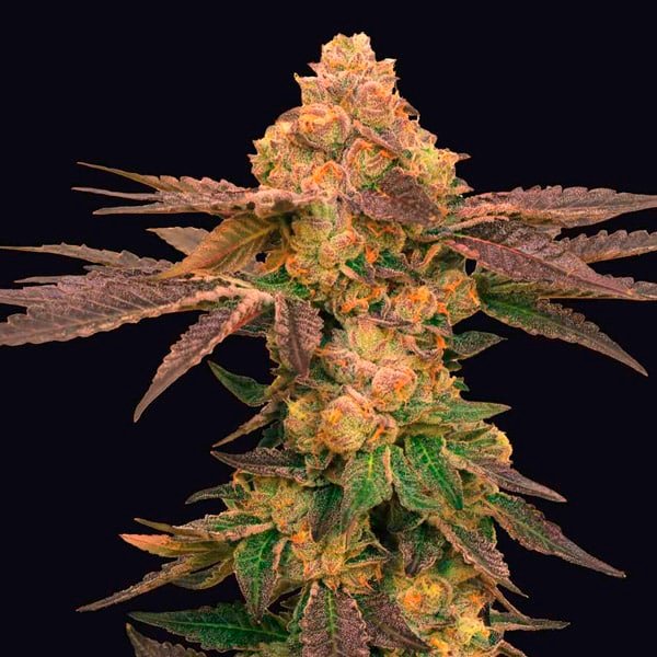 Melted Rainbow  5 u. fem One Shot Edition Grateful Seeds