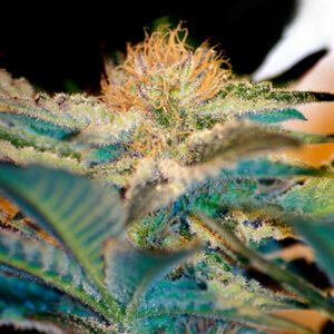 Moham Ram 100 u. fem. Granel Profesionales Sweet Seeds