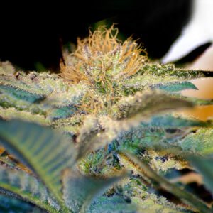 Moham Ram   5+2 u. fem. Sweet Seeds