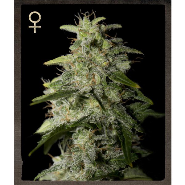 Money Maker 5 u. fem. Strain Hunters