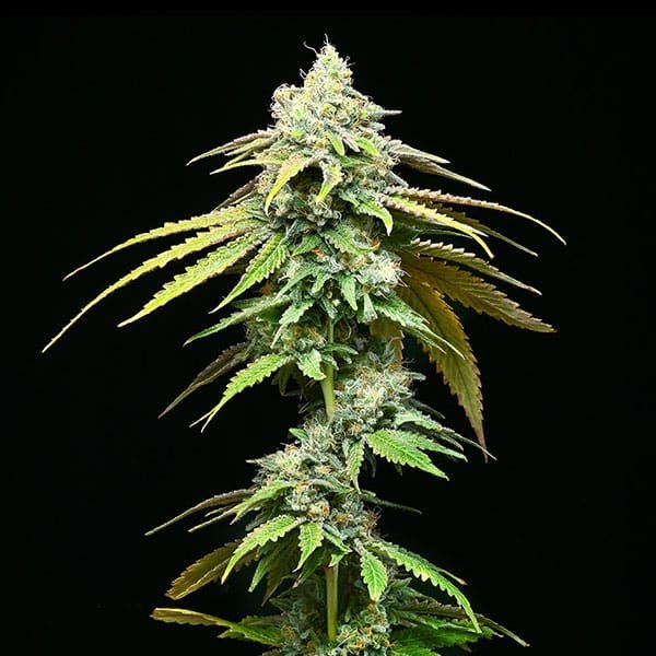 Motor City 6 u. fem Cookies Seed Bank