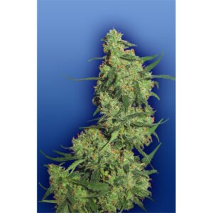 Nepal Kush  5 u. fem. Flying Dutchmen