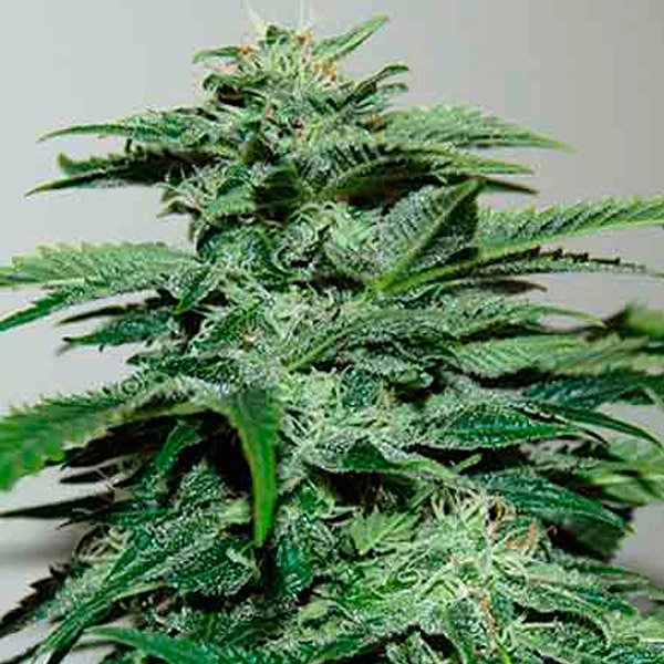 Northern Lights 3 u. fem Pyramid Seeds