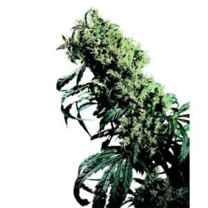 Northern Lights #5 x Haze 10 u. reg. Sensi Seeds