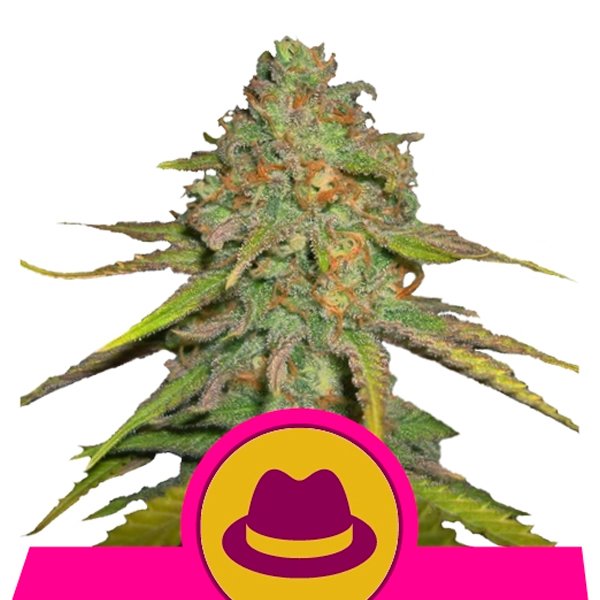 Og Kush  5 u. fem. Royal Queen