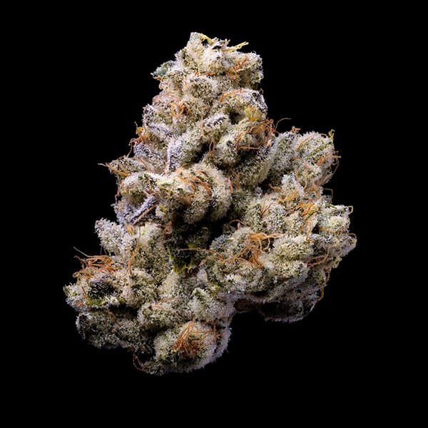 Orange Cake 3 u. fem Cookies Seed Bank