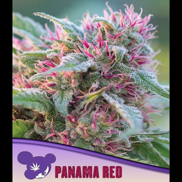 Panama Red  3 u. fem Anesia