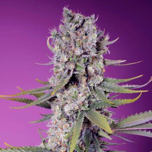 Papaya Zoap F1 Fast Version 3+1 u. fem. Sweet Seeds