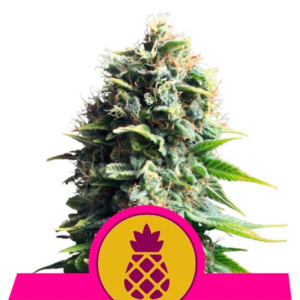 Pineapple Kush 5 u. fem. Royal Queen